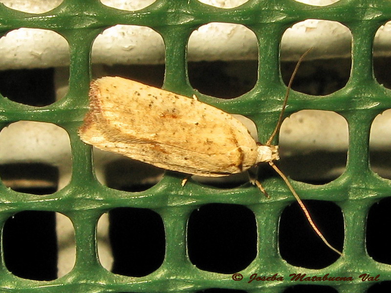 Agonopterix nervosa - Elachistidae? S